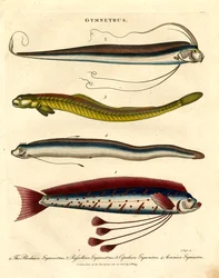 Gymnetrus Soorten - Lintvis