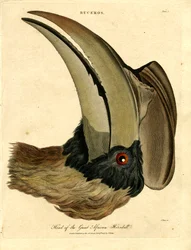 Kop van de grote Afrikaanse neushoornvogel