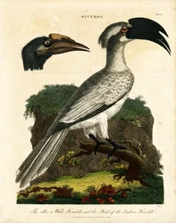 Neushoornvogels (Buceros)