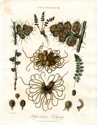 Hyperborean Polypody - Varens van het geslacht Polypodium