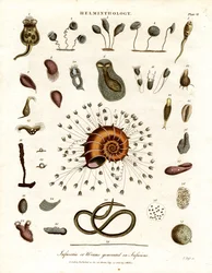 Infusoria of wormen gegenereerd in infusies