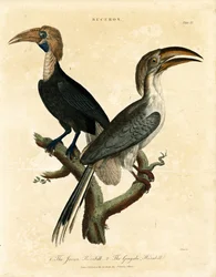 Javaanse neushoornvogel en Gingala neushoornvogel (Buceros)