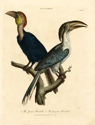 Javaanse neushoornvogel en Gingala neushoornvogel (Buceros)