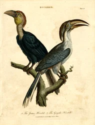 Javaanse neushoornvogel en Gingala neushoornvogel