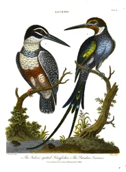 IJsvogels (Alcedo): Indische gevlekte ijsvogel en Paradijs Jacamar