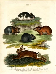 Lepus - hazen en knaagdieren