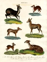 Moschus: Verschillende soorten muskusherten