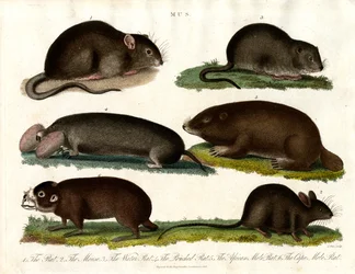 Mus: Illustratie van verschillende knaagdieren van het geslacht Mus