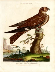 Nachtzwaluw (Caprimulgus)