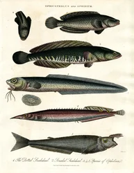 Ophicephalus en Ophidium