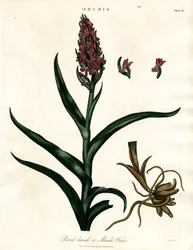 Orchideeën: Breedbladige Orchis