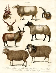Ovis: Diverse schapenrassen