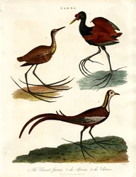 Parra soorten (Jacanas)