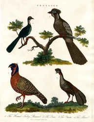 Penelope Soorten (Kalkoenen en Fazanten)