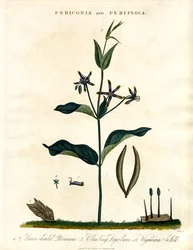 Periconia en Periploca