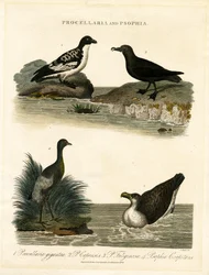 Stormvogels (Procellaria) en Trompetteraars (Psophia)