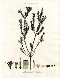 Philotheca