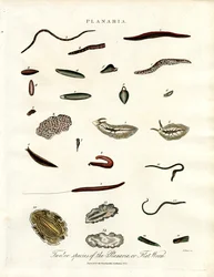 Planaria - Twaalf soorten platwormen