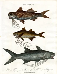 Polynemus soorten (Draadvissen)