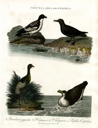 Procellaria en Psophia: Stormvogels en Trompetten