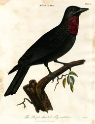 Paarskeel vliegenvanger (Muscicapa)