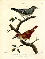 Roodkopklauwier en Cayenne roodkopklauwier