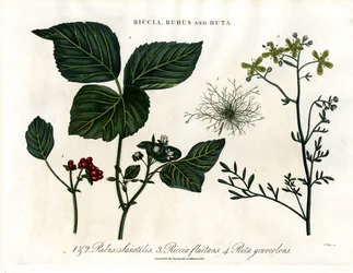Riccia; Rubus en Ruta