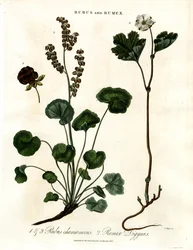 Rubus en Rumex: Wolkenbes en Bergzuring