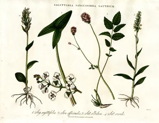 Sagittaria, Sanguisorba en Satyrium: Botanische weergave van verschillende plantensoorten