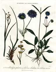 Scabiosa en Scheuchzeria