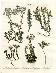 Sedum: Diverse Steenkropsoorten