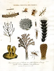 Zeven merkwaardige soorten Flustra;twee van de Forficula of Oorworm;en de Formica Cephalotes;of Mier van Suriname