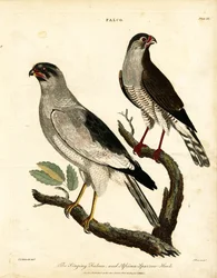 Zingende valk en Afrikaanse sperwer