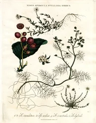 Sison; Spergula; Stellaria; Sorbus