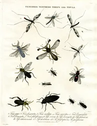 Tenebrio;Tenthedo;Tripsen en Tipula - Insectendiversiteit