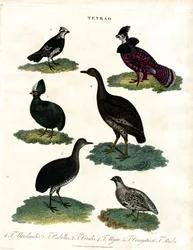 Tetrao soorten (Korhoen)