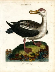 De albatros