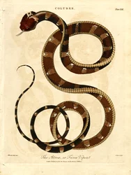 De Atropos of woeste adder