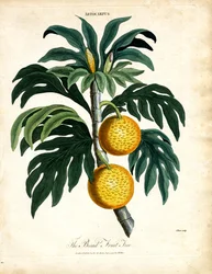 De broodfruitboom