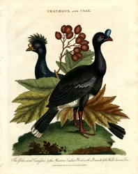 De Curapson met de kraag en de Mexicaanse koekoeksvogel met een tak van de wilde dienstboom