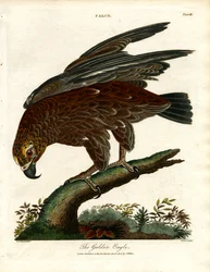 De steenarend