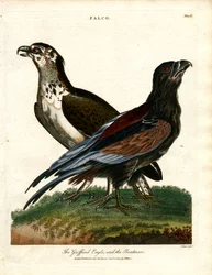 De Griffioenarend en de bootsman