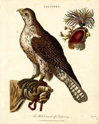De vaardigheden van de valkerij