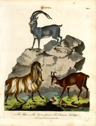 De steenbok, de Syrische geit en de gemsantilope