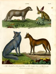 De Jackall; de Grijze Vos; de Poolvos; en de Zerda
