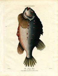 De klompvis