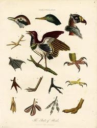 De onderdelen van vogels (Ornithologie)