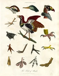 De onderdelen van vogels