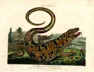 De varaanhagedis van Suriname