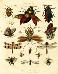 De zeven ordes van insecten